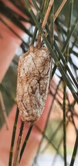 Pernattia pusilla
