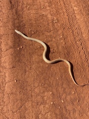Leioheterodon geayi