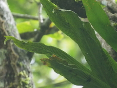 Loxogramme scolopendrioides