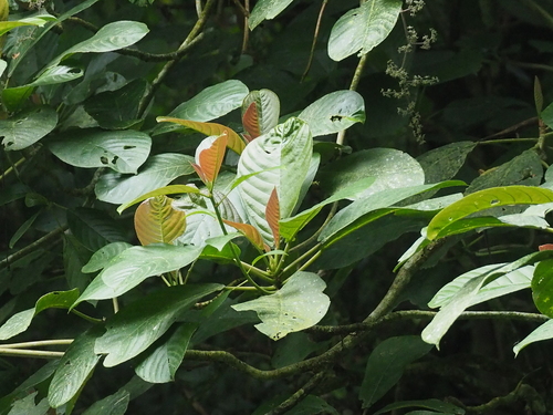 Dendrocnide stimulans observed 2022-06-21