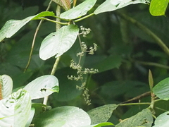 Dendrocnide stimulans