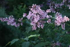 Syringa × prestoniae