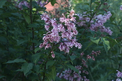 Syringa × prestoniae