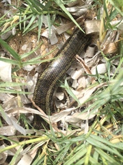 Chalcides ocellatus tiligugu
