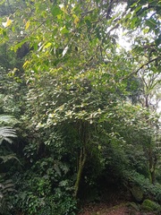 Dendrocnide stimulans