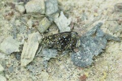 Olethreutes astrologana