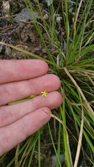 Hypericum gentianoides