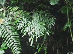 Coniogramme fraxinea