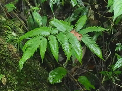 Pteris blumeana