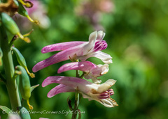 Corydalis caseana