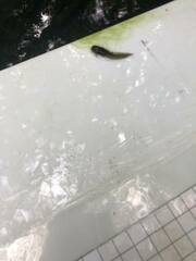 Ambystoma macrodactylum