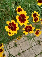 Coreopsis tinctoria