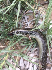 Chalcides ocellatus tiligugu