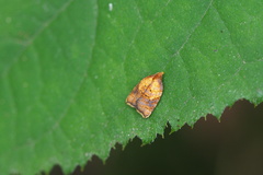 Acleris fuscotogata