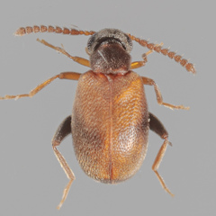 Aderinae