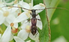 Molorchus bimaculatus