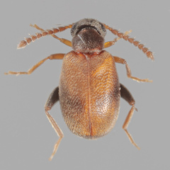 Aderinae