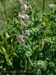Corydalis caseana