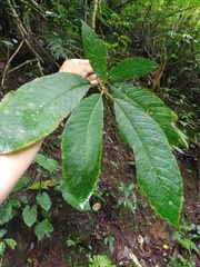 Saurauia