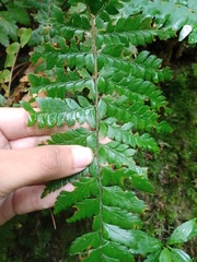 Polystichum