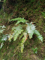 Polystichum