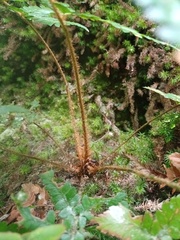 Polystichum
