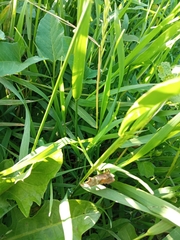 Scotopteryx chenopodiata