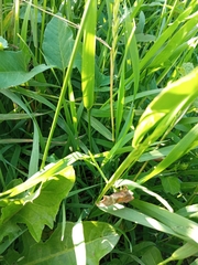 Scotopteryx chenopodiata