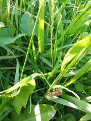 Scotopteryx chenopodiata