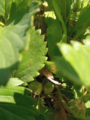 Scotopteryx chenopodiata