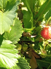 Scotopteryx chenopodiata