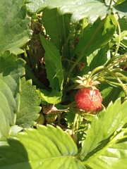 Scotopteryx chenopodiata