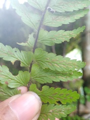 Asplenium truncatum