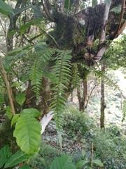 Asplenium truncatum