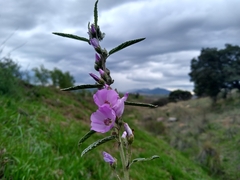 Sphaeralcea angustifolia