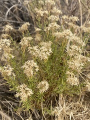 Ericameria cooperi