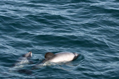Cephalorhynchus hectori
