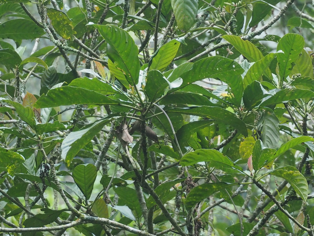 Dendrocnide stimulans (Dendrocnide stimulans)