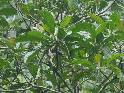 Dendrocnide stimulans observed 2022-06-21