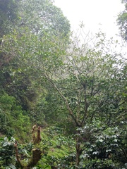 Dendrocnide stimulans