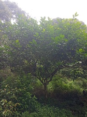 Ficus lepicarpa