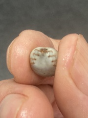 Bothriocroton concolor