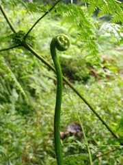Dennstaedtia scandens