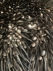 Bothriocroton concolor