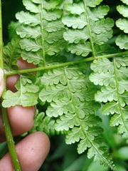 Dennstaedtia scandens