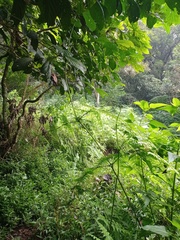 Dennstaedtia scandens