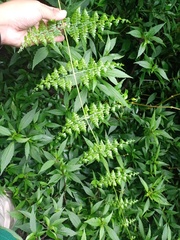 Dennstaedtia scandens