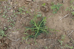 Saposhnikovia divaricata