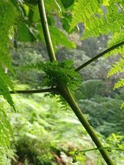 Dennstaedtia scandens