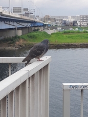 Columba livia domestica